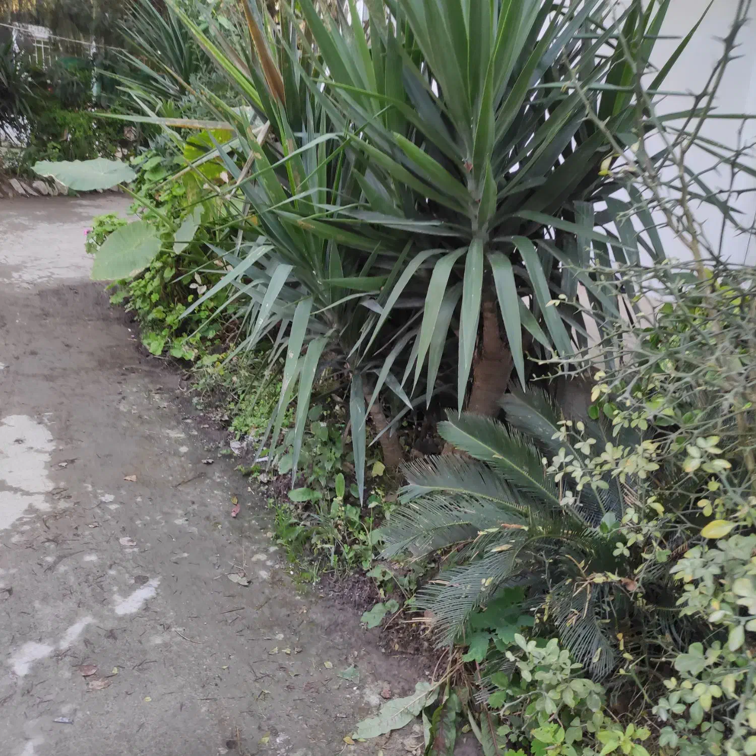 فروش و عرضه مستقیم پالم سیکاس و یوکا|خدمات باغبانی و درختکاری|نوشهر, |دیوار