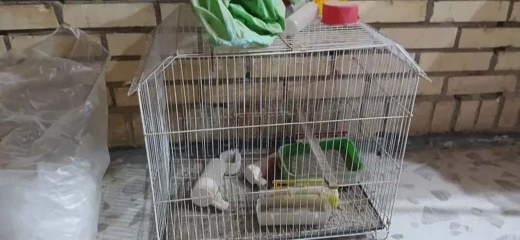 قفس پرنده بزرگ|لوازم جانبی حیوانات|بندر امام خمینی, |دیوار