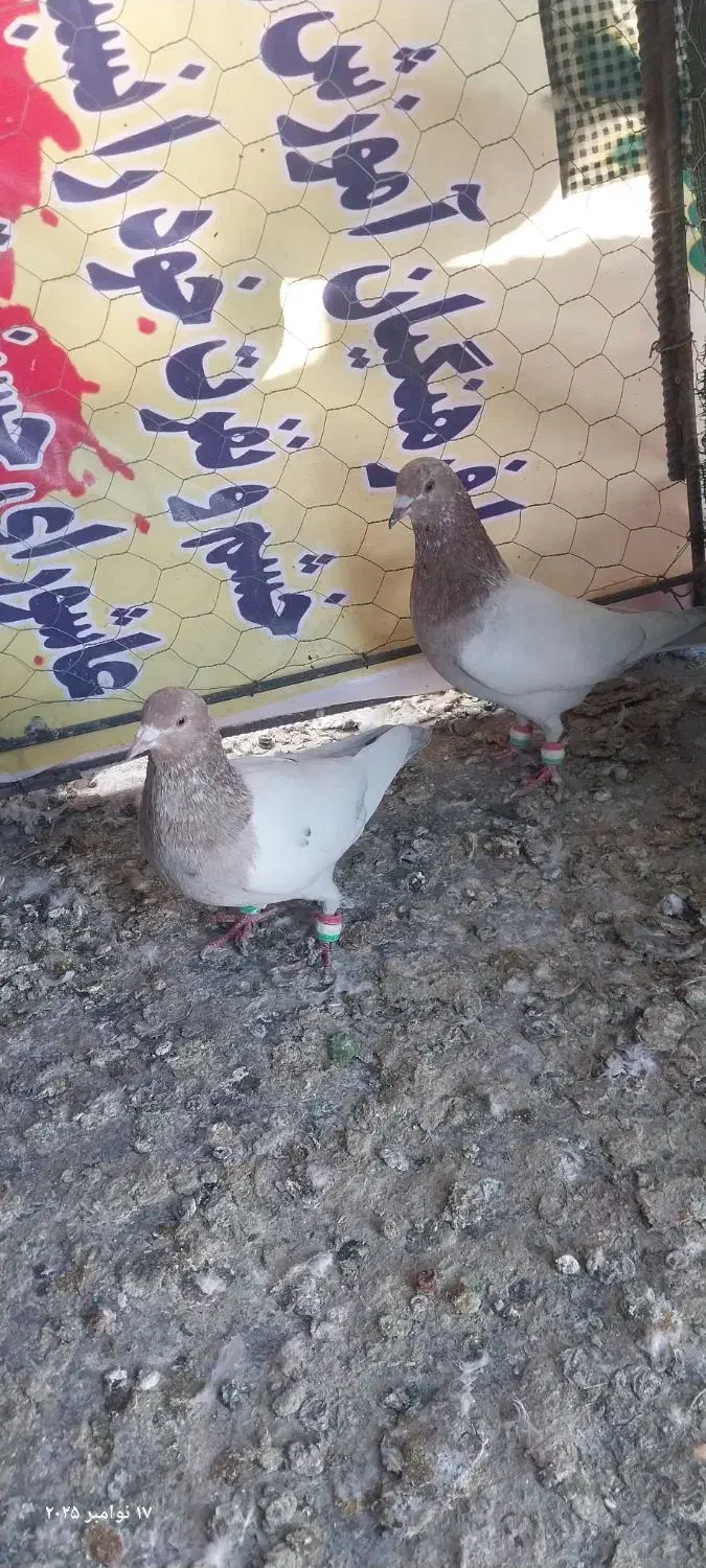 پرنده|پرنده|جغتای, |دیوار