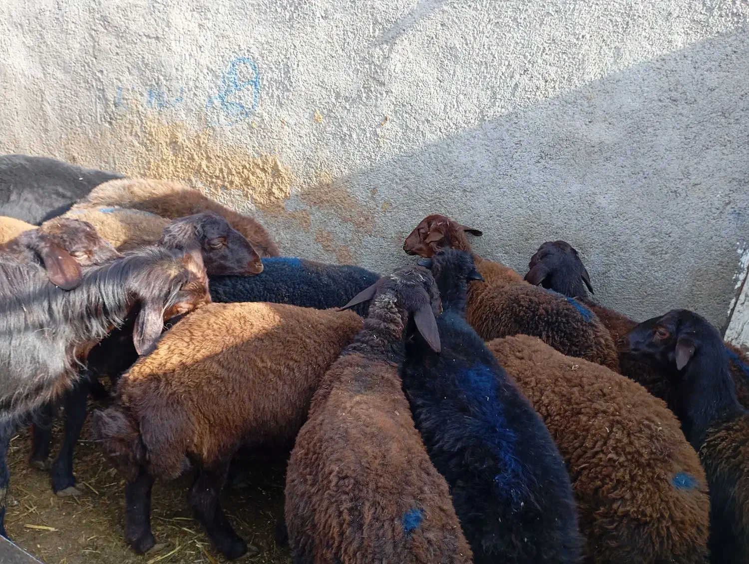 چهارده تاعدد بره ماده|حیوانات مزرعه|میان جلگه, |دیوار