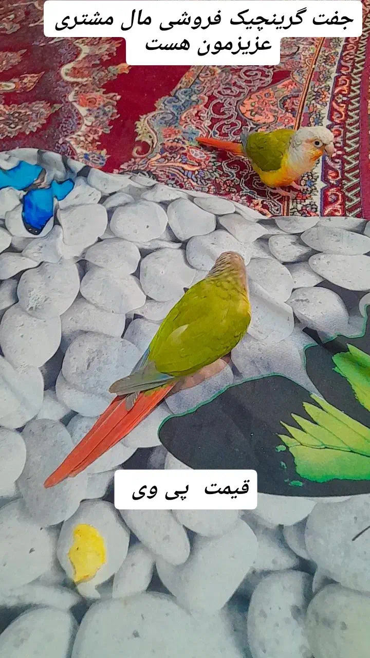 ا تعداد ۵عدد گرینچیک سخنگو و رام آواز خوان  ۱عدد|پرنده|طبس, |دیوار