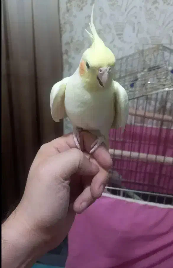 عروس هلندی لوتینو اهلی|پرنده|شوط, |دیوار