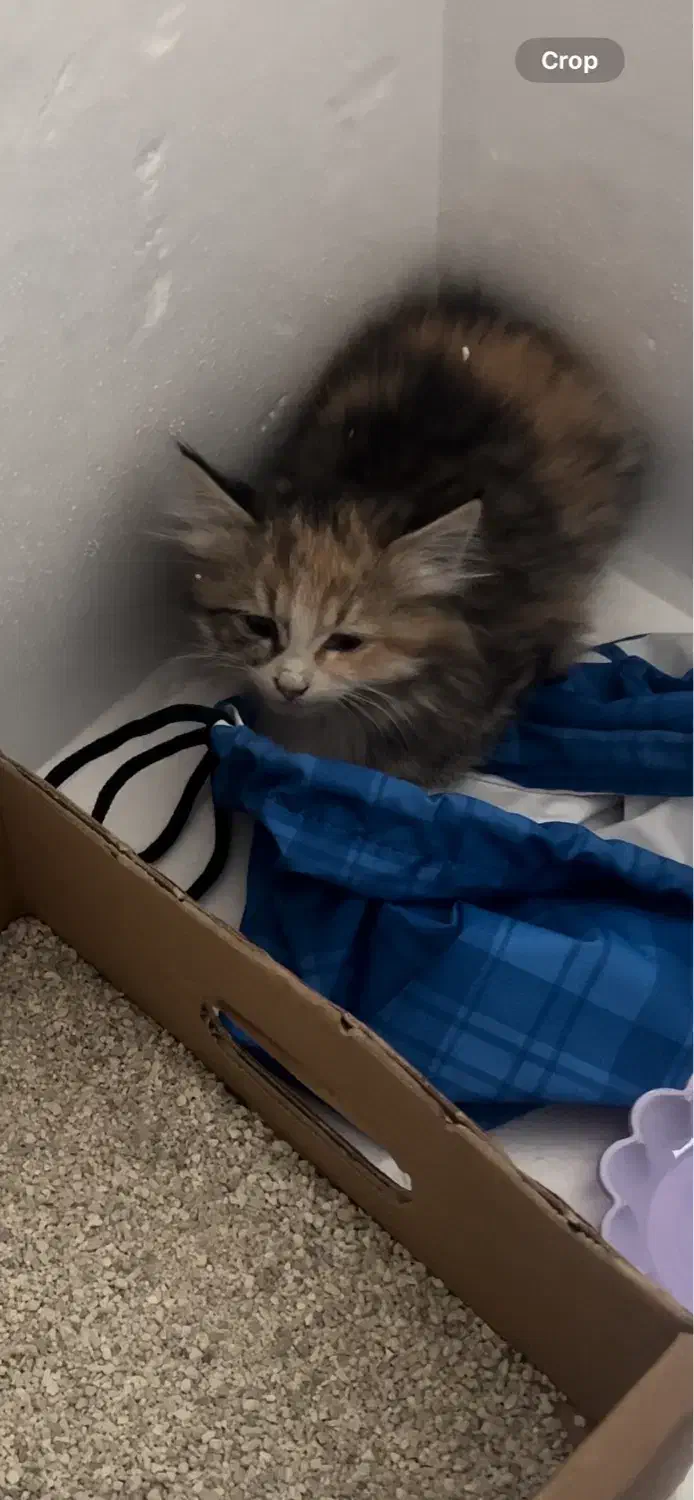 گربه بدبخت|گربه|تهران, باغ فیض|دیوار