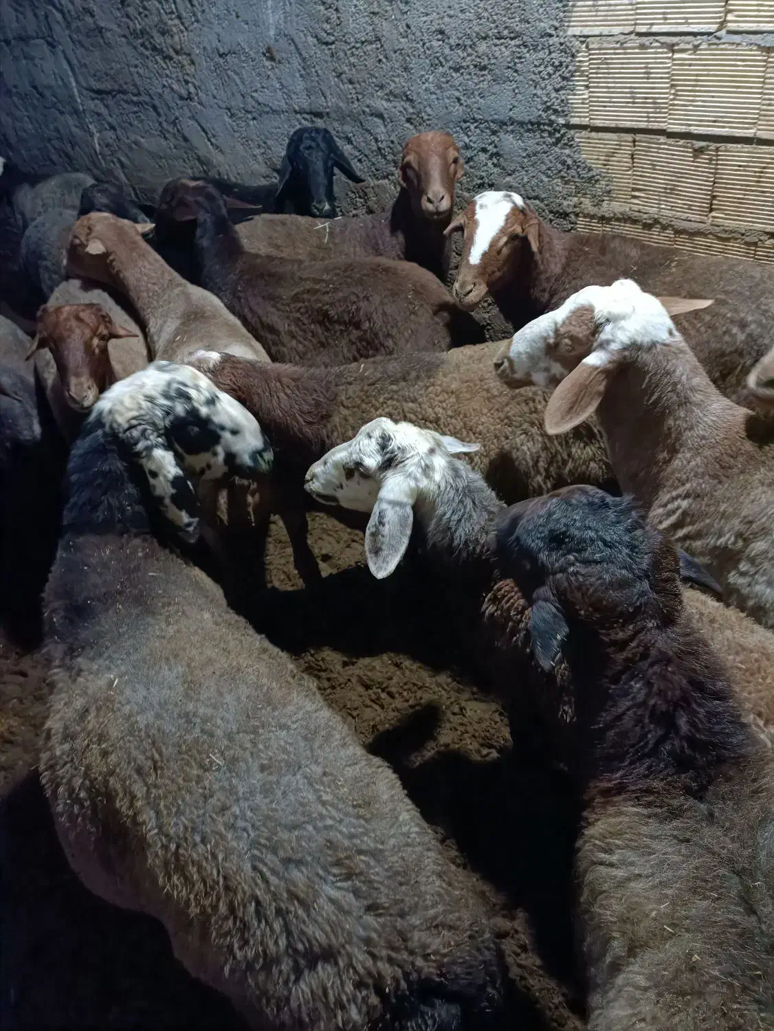 گوسفند نر پرواری|حیوانات مزرعه|سنقر, |دیوار