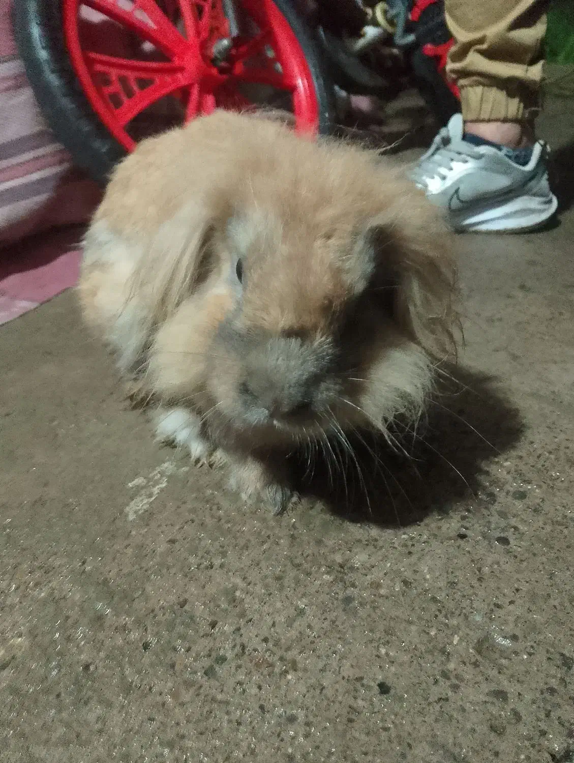 خرگوش لپی|موش و خرگوش|رشت, حومه رشت|دیوار