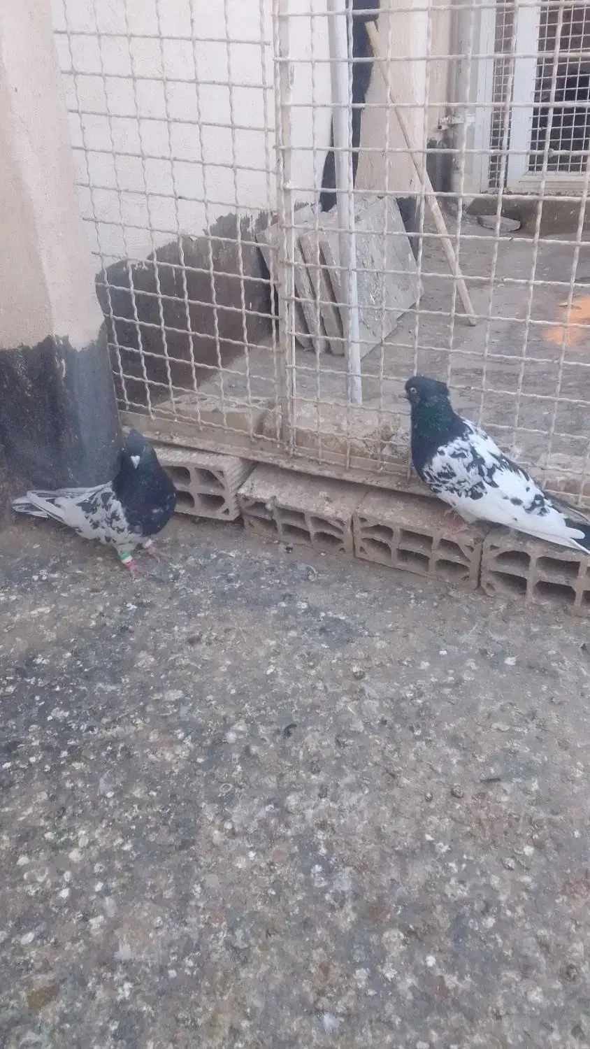 کفتر جفتگاه|پرنده|مشهد, رستگار|دیوار