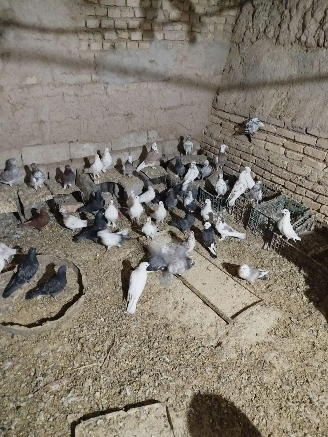 کبوتر فروشی|پرنده|مهریز, |دیوار