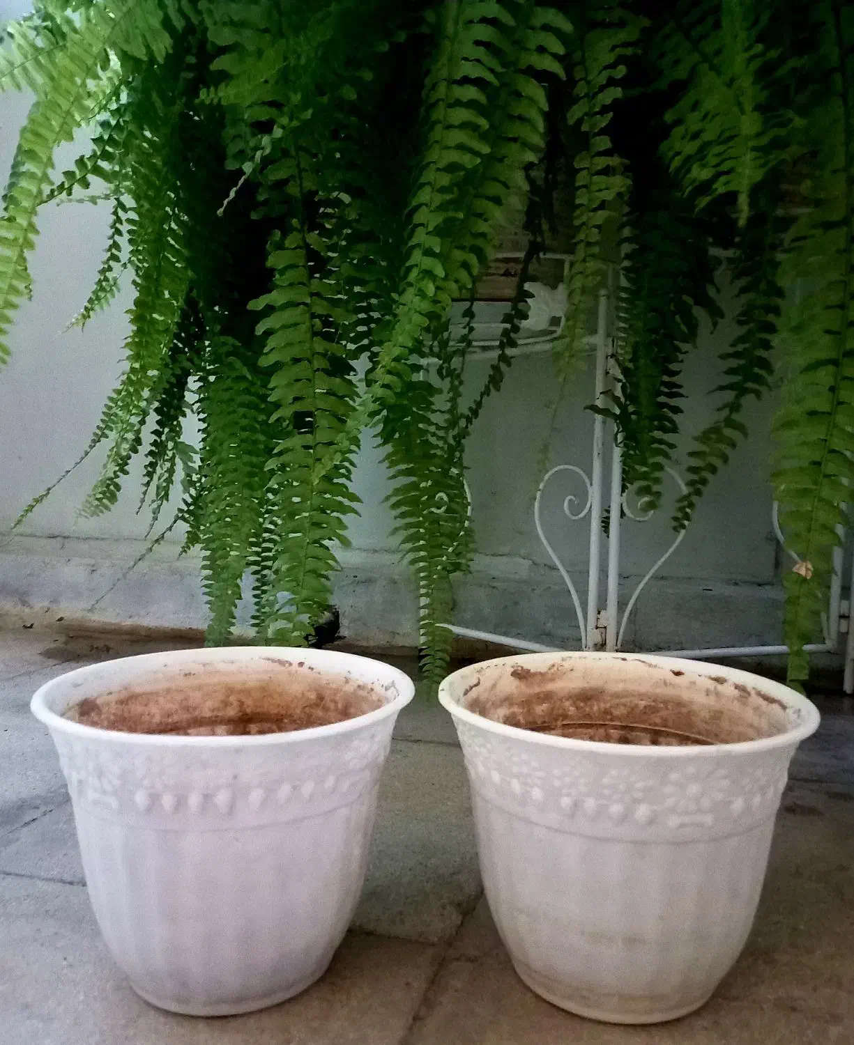 گلدان پلاستیکی گل میخ کریستال برنز|گل و گیاه طبیعی|تهران, نیروی دریایی|دیوار