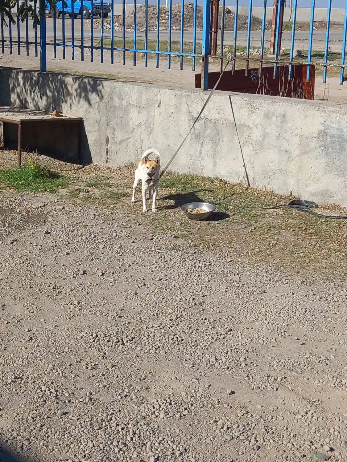 سگ پاکوتا|سگ|تهران, پامنار|دیوار