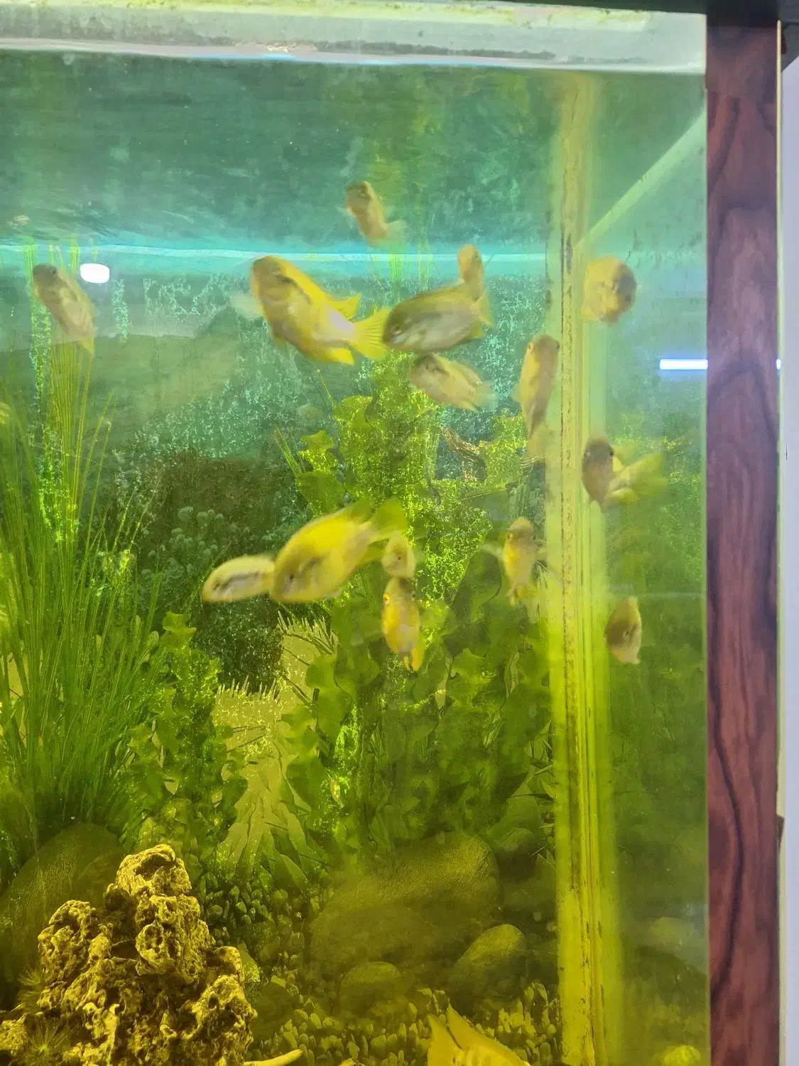 آکواریوم|ماهی|کرج, کوی امامیه|دیوار