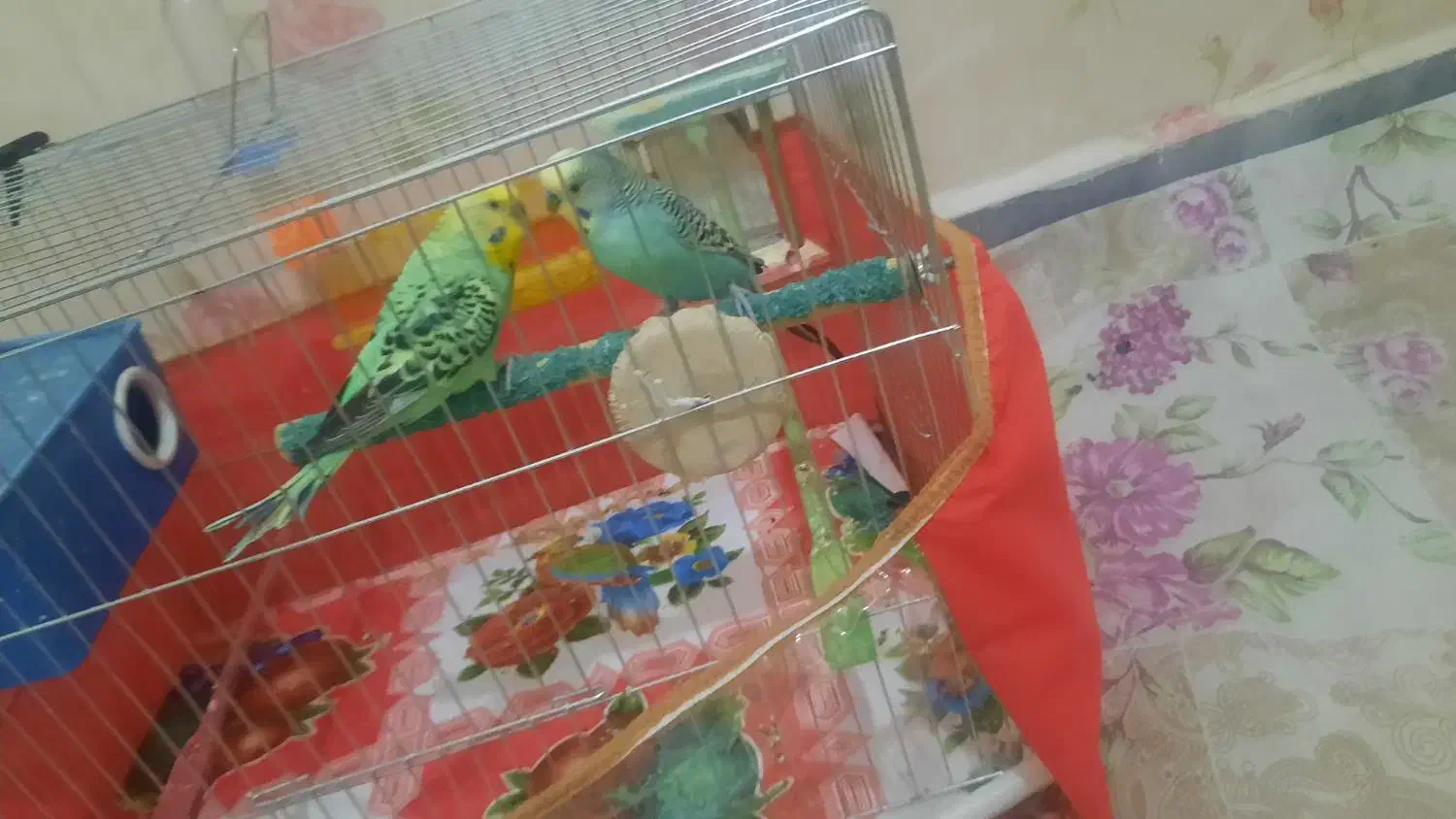 مرغ عشق نیمه اهلی|پرنده|تبریز, |دیوار