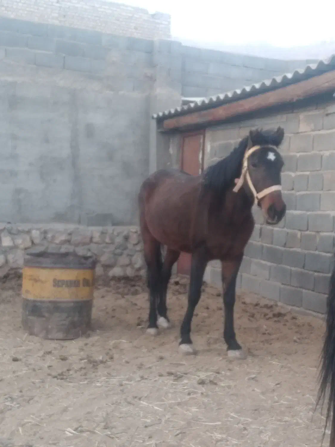 فروش اسب|اسب و تجهیزات اسبسواری|مهدی شهر, |دیوار