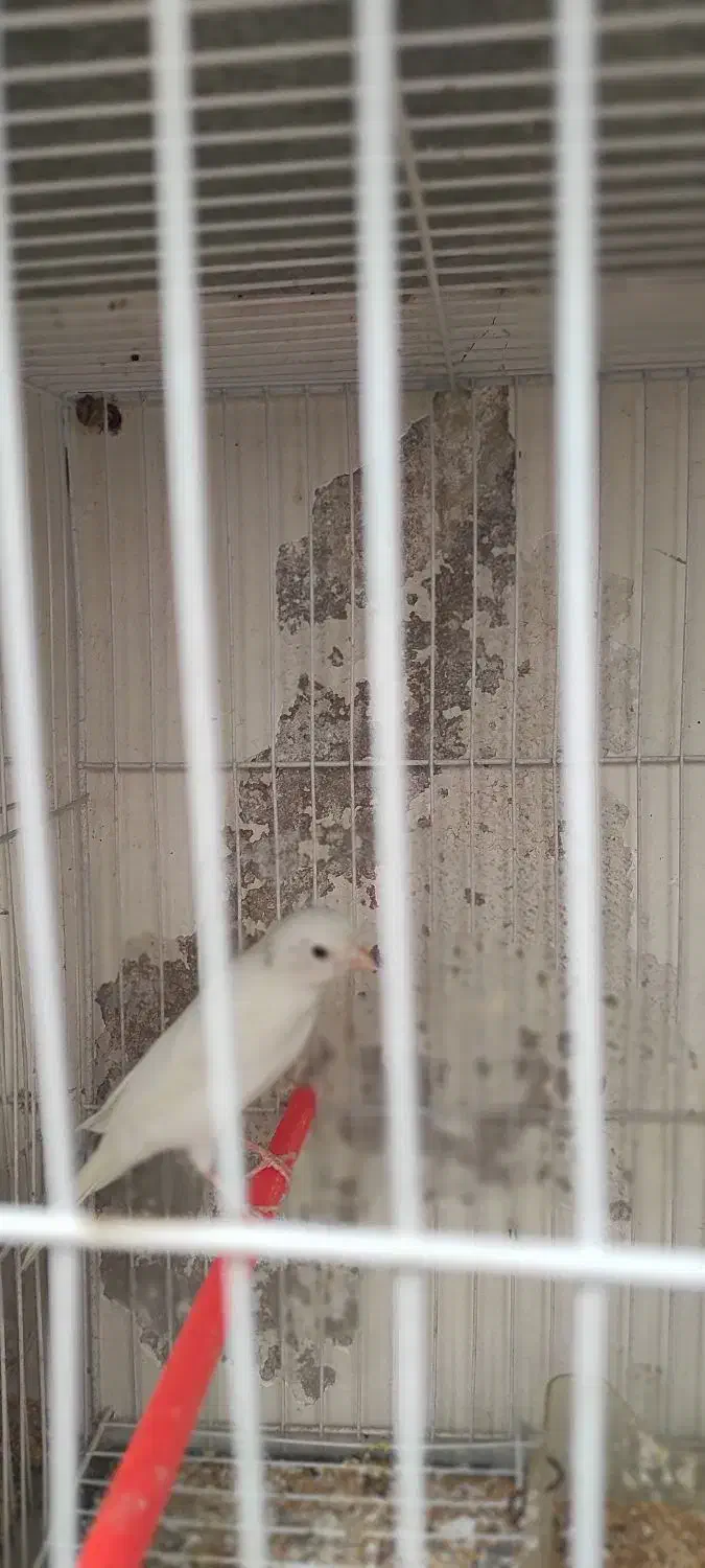 قناری زیبا و سرحال|پرنده|مشهد, گلبرگ شمالی|دیوار