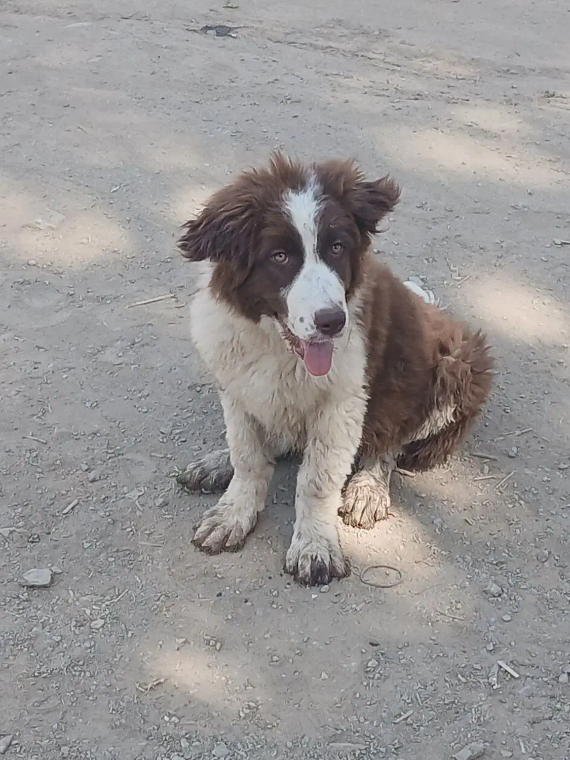 واگذاری سگ|سگ|الیگودرز, |دیوار