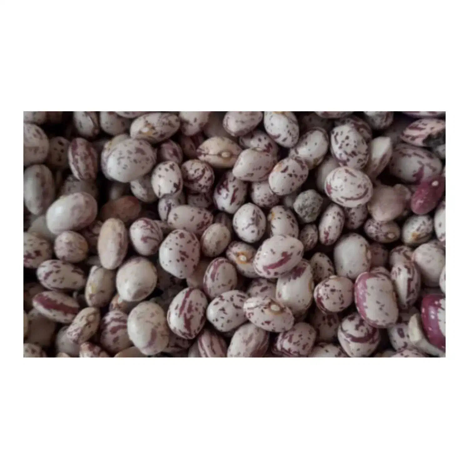 فروش فوق العاده حبوبات|خوردنی و آشامیدنی|چادگان, |دیوار