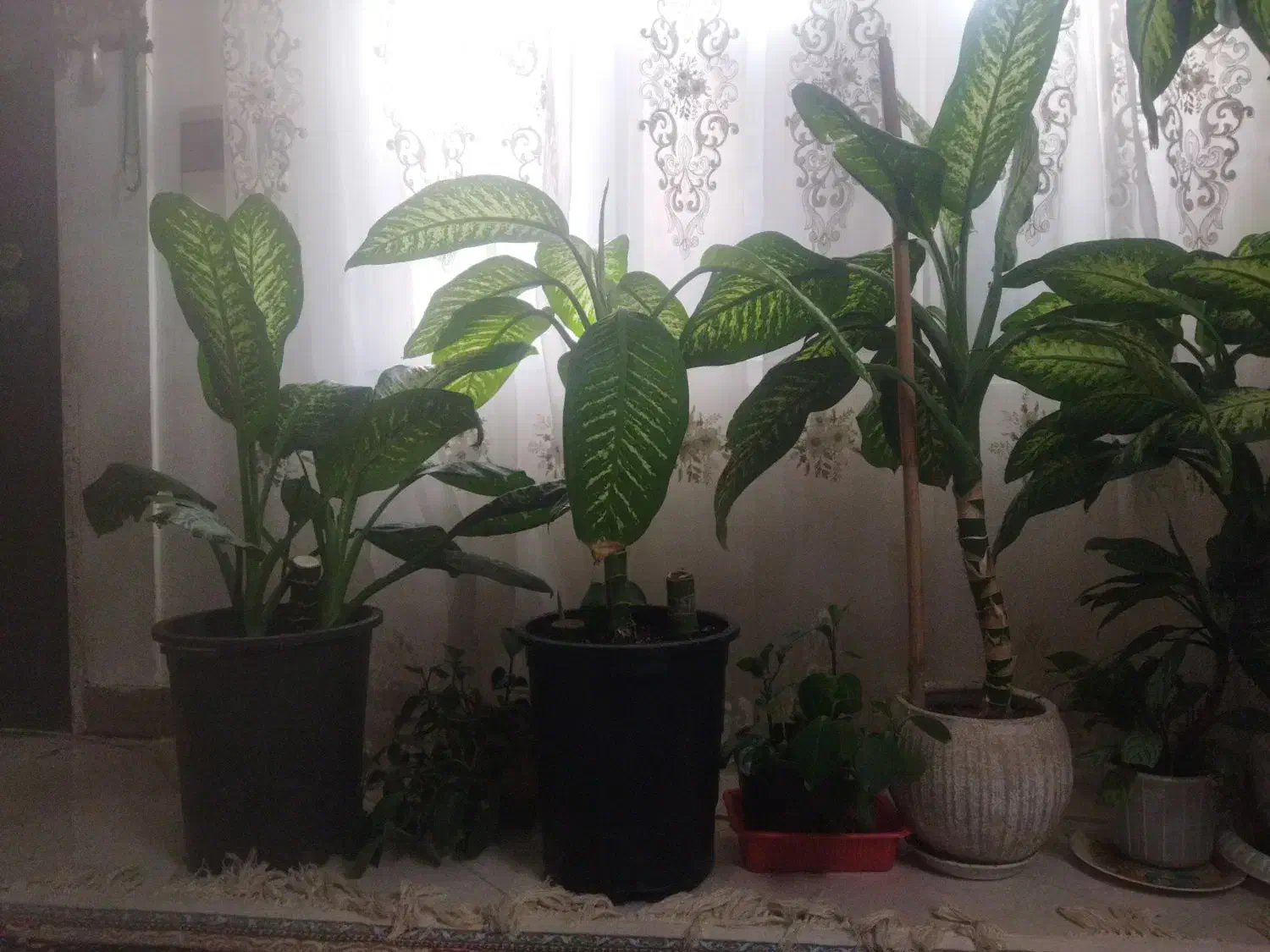 گل آپارتمانی دیفن باخیا|گل و گیاه طبیعی|ورامین, جعفر آباد اخوان|دیوار