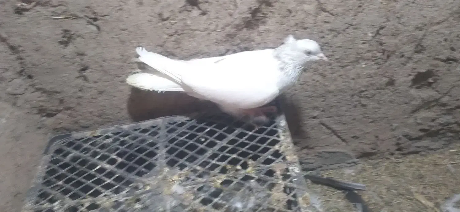 کفتر گمشده|پرنده|بم, |دیوار