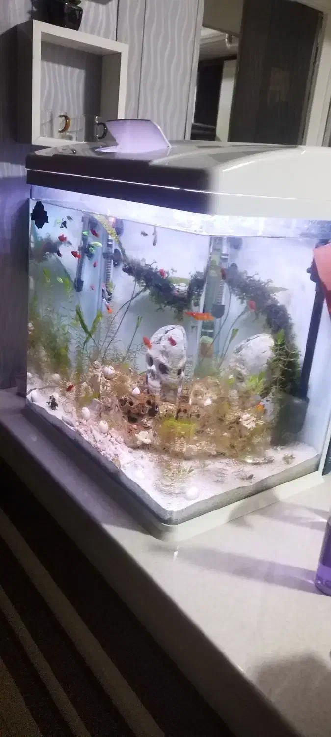 اکواریوم  مدل اکوا|ماهی|کرمان, |دیوار