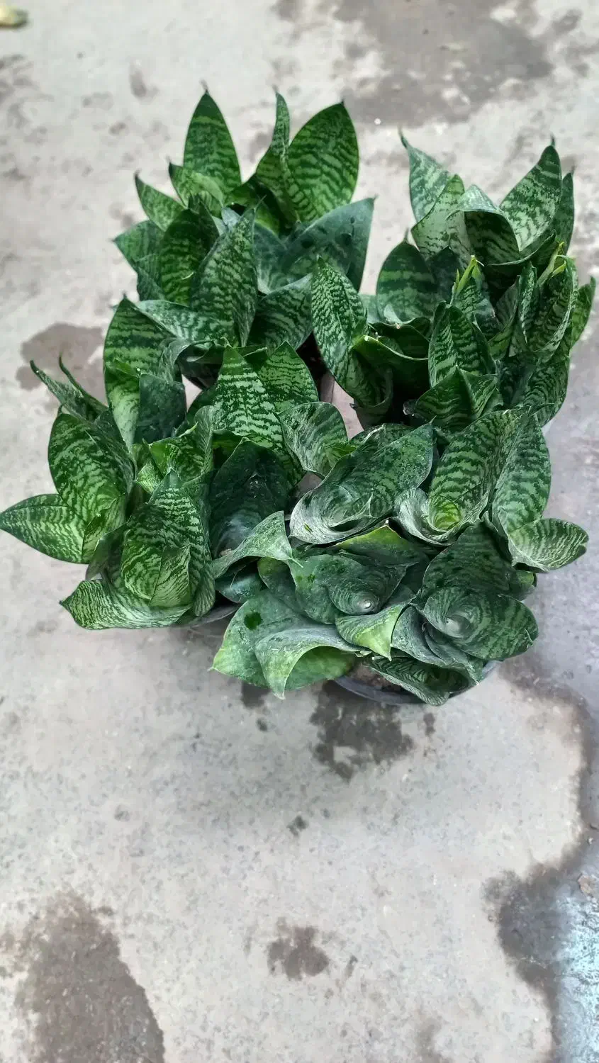 گل-گلخانه-گلخونه|گل و گیاه طبیعی|مشهد, شهید مطهری|دیوار