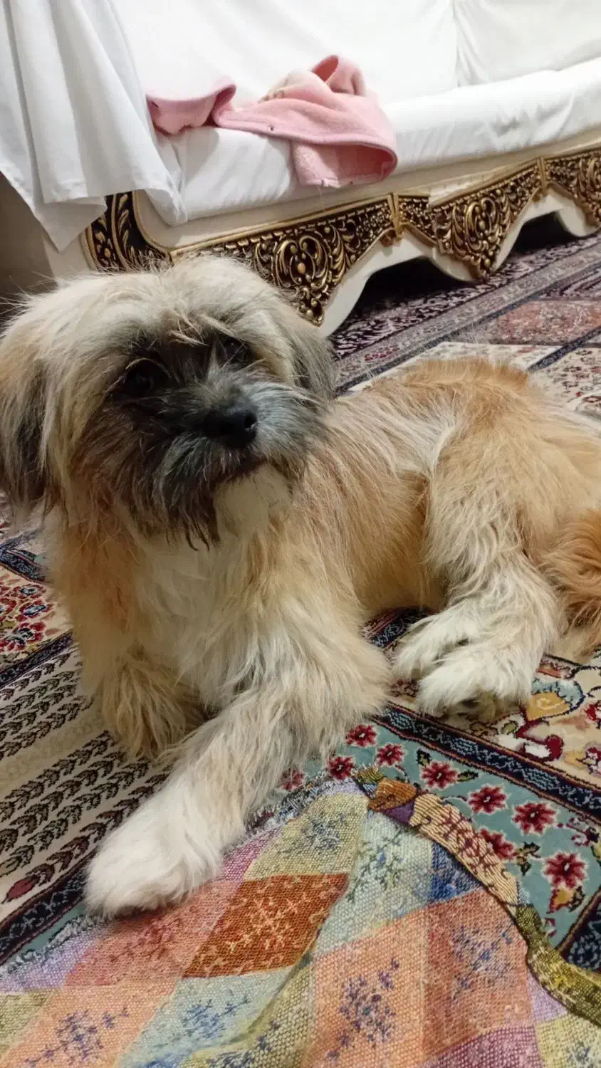 سگ پاکوتاه|سگ|مشهد, الهیه|دیوار