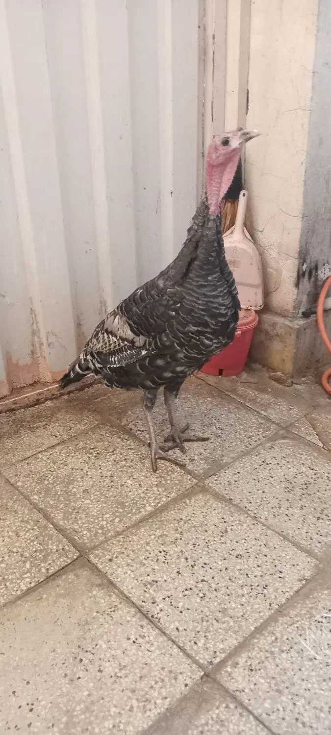 بوقلمون سرحال|حیوانات مزرعه|گرگان, |دیوار