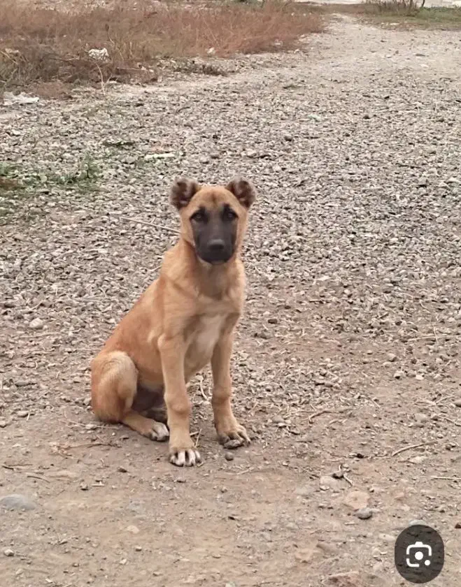 سلام توله ۵ماه مالینیز باهوش|سگ|ساوه, |دیوار