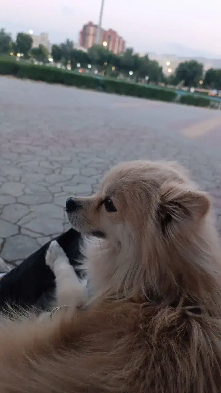 گمشده سگ پامر|حیوانات|یزد, |دیوار