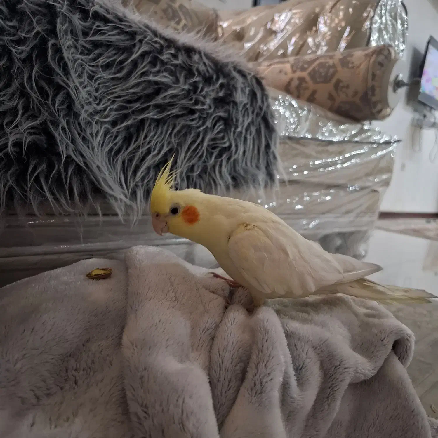 عروس هلندی ماده|پرنده|اهواز, کوی رمضان|دیوار