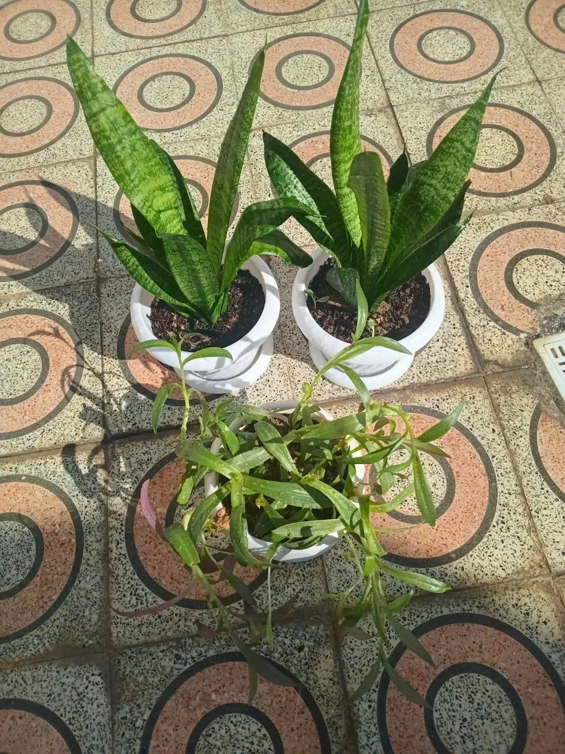 گلهای طبیعی|گل و گیاه طبیعی|دهلران, |دیوار