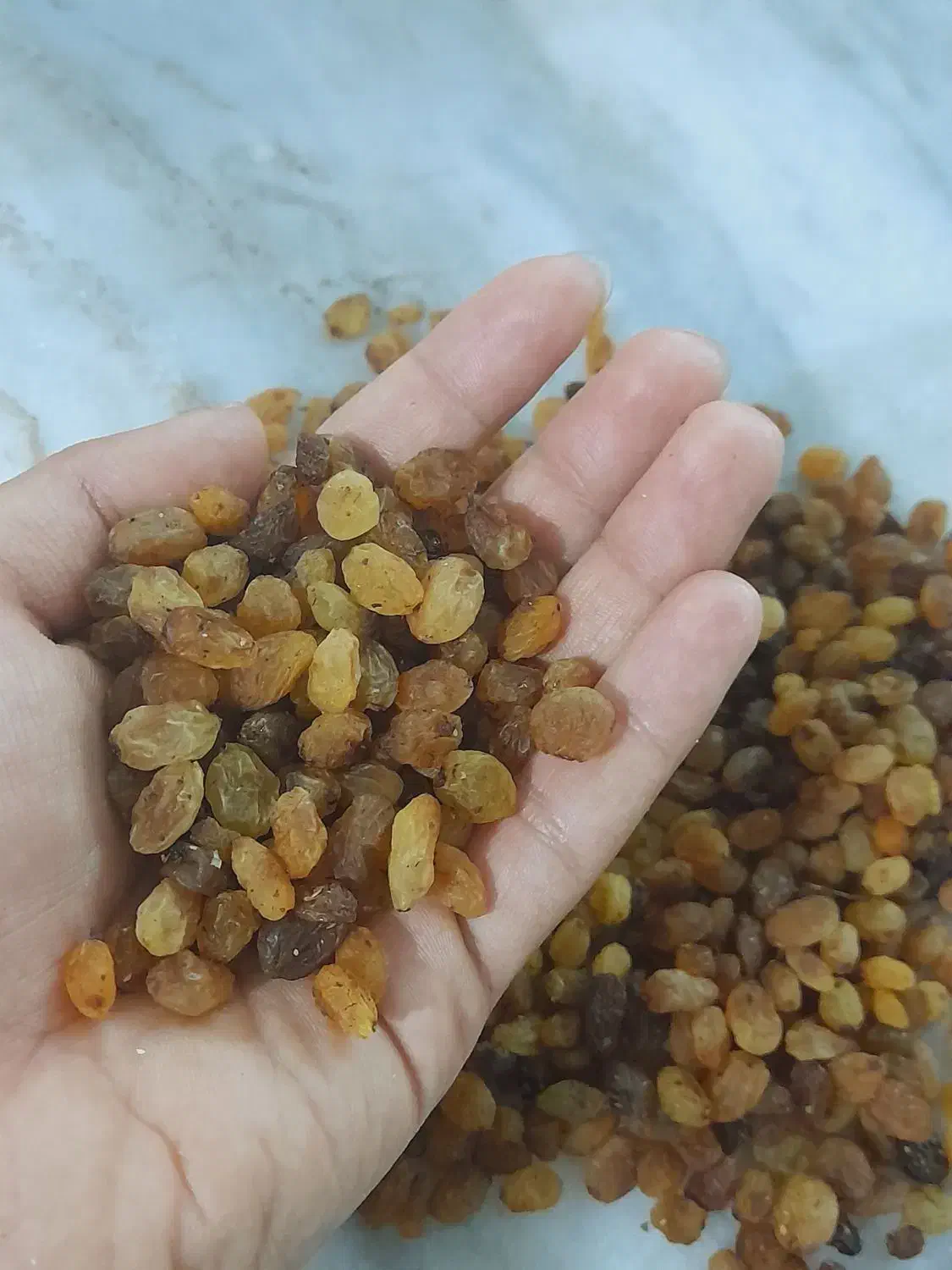 کشمش پاک کرده درجه ۱|خوردنی و آشامیدنی|شیروان (خراسان), |دیوار