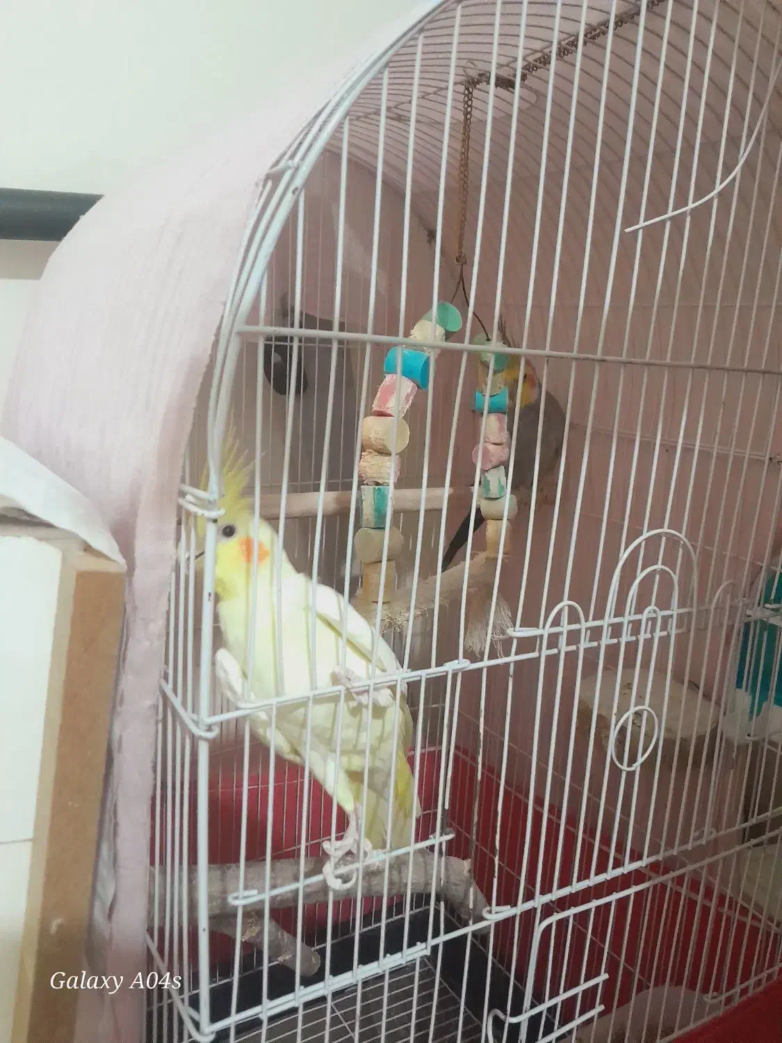 عروس هلندی|پرنده|تهران, جیحون|دیوار