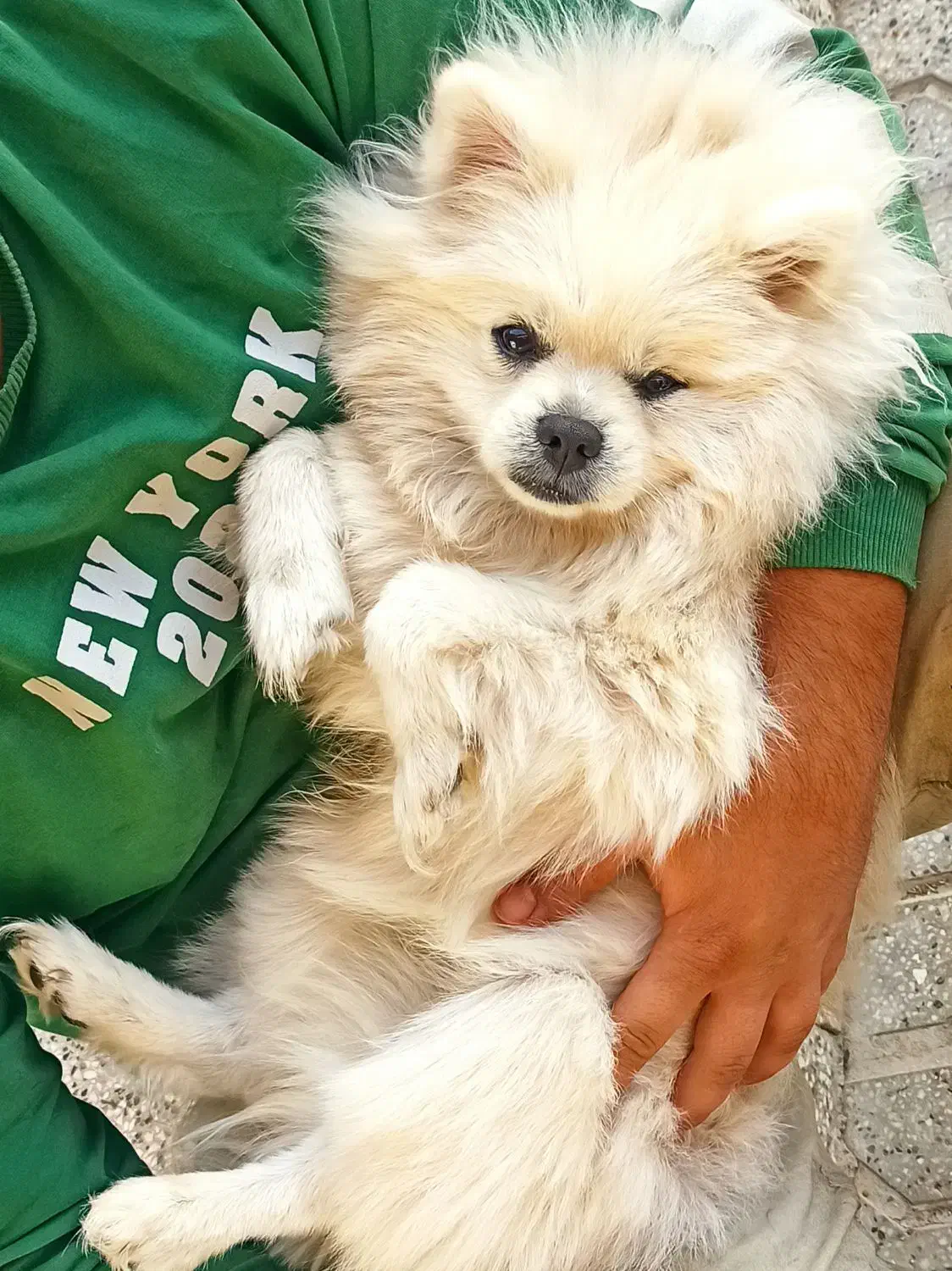 سگ پامر خرسی نر|سگ|مشهد, حرم مطهر رضوی|دیوار