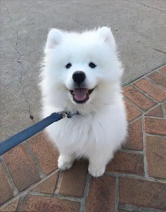 سامویید ( معاوضه )|سگ|بندرعباس, |دیوار