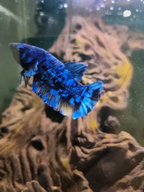 فایتر ماده|ماهی|تهران, منیریه|دیوار