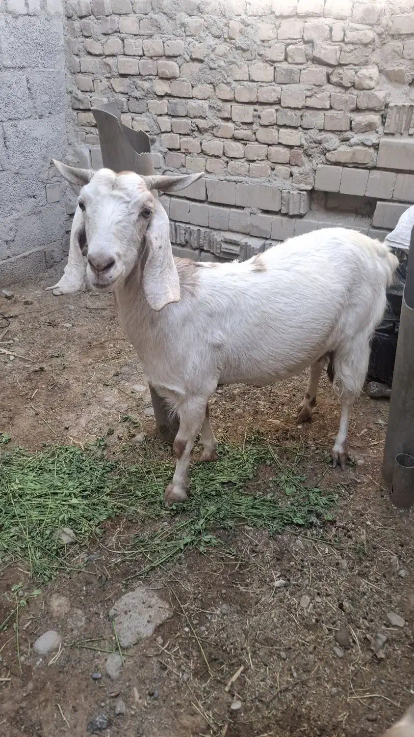 بز شیری|حیوانات مزرعه|ایرانشهر, |دیوار