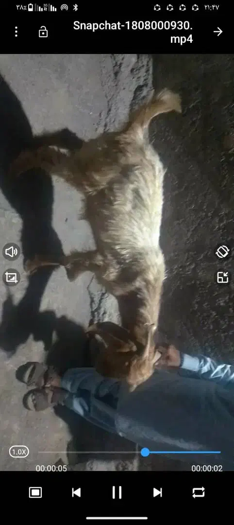 پاچن برابر|حیوانات مزرعه|نسکند, |دیوار