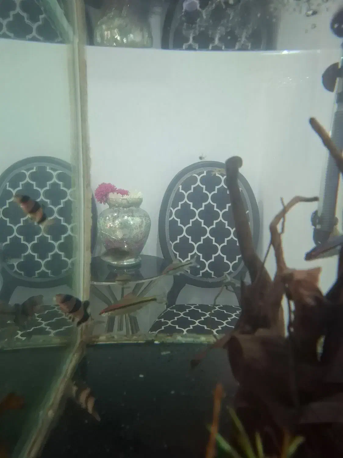 ماهی لوچ دلقک ردلاین کت پوزه|ماهی|قدس, شهرک فرزان|دیوار