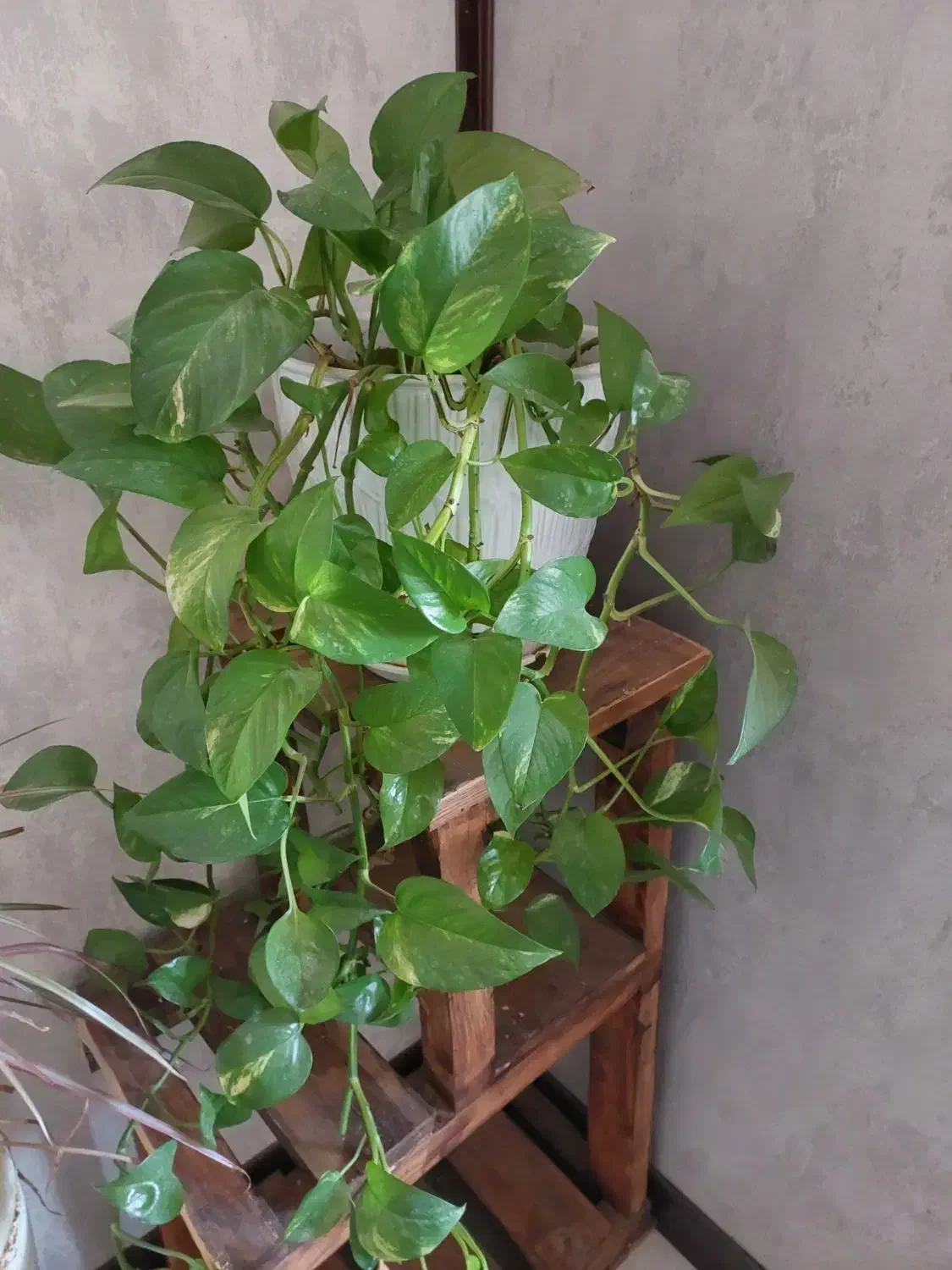 تعدادی گل پتوس|گل و گیاه طبیعی|صدرا-فارس, فاز ۲|دیوار