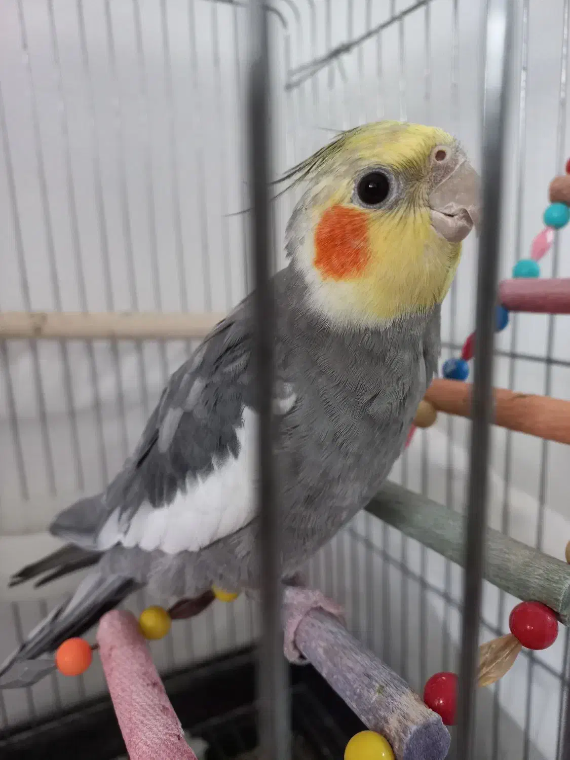 سینامون|پرنده|قدس, شهر‌قدس|دیوار