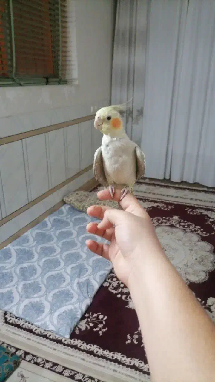 عروس هلندی نر دستی|پرنده|خمینیشهر, |دیوار