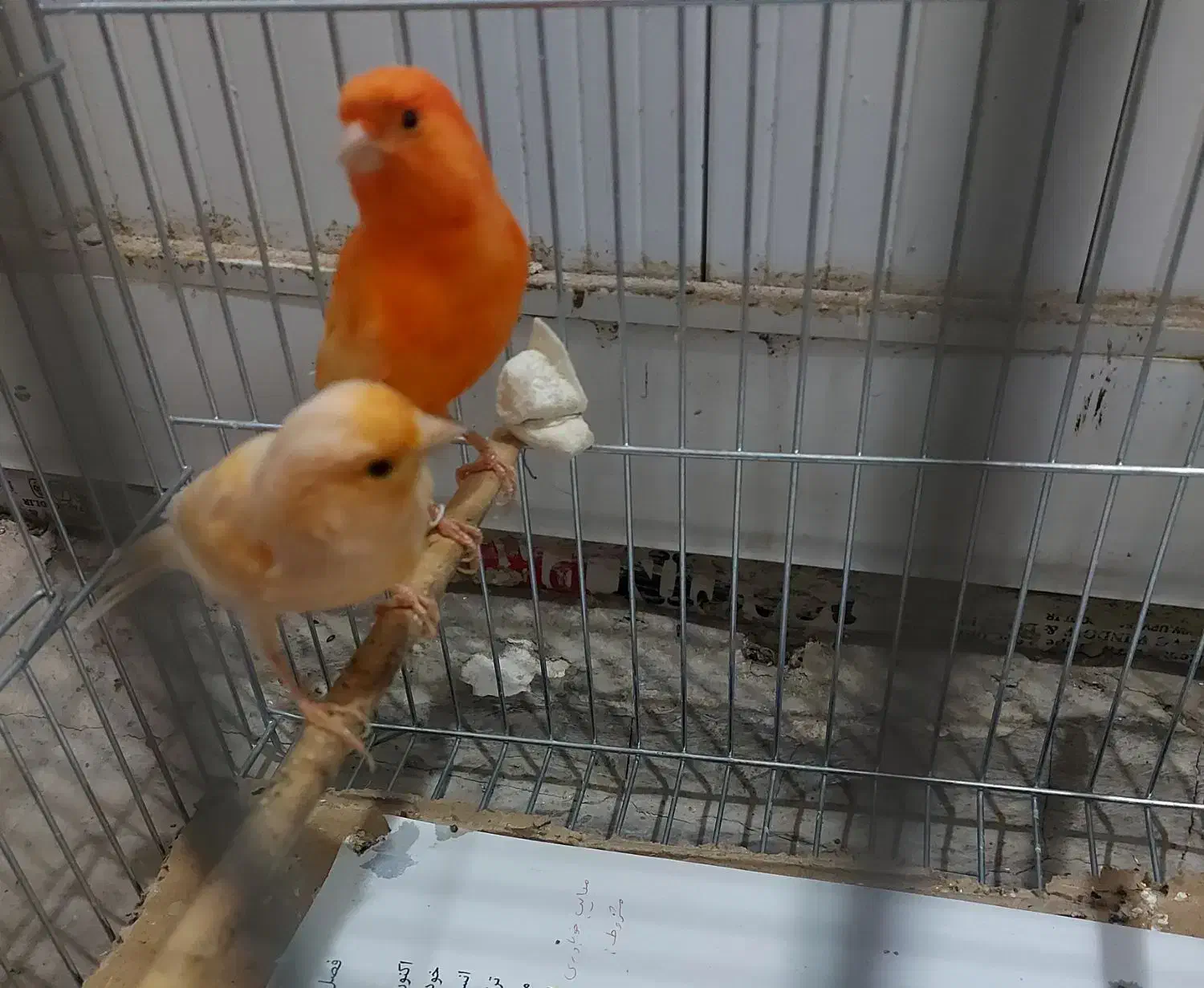 قناری ماده|پرنده|تبریز, |دیوار