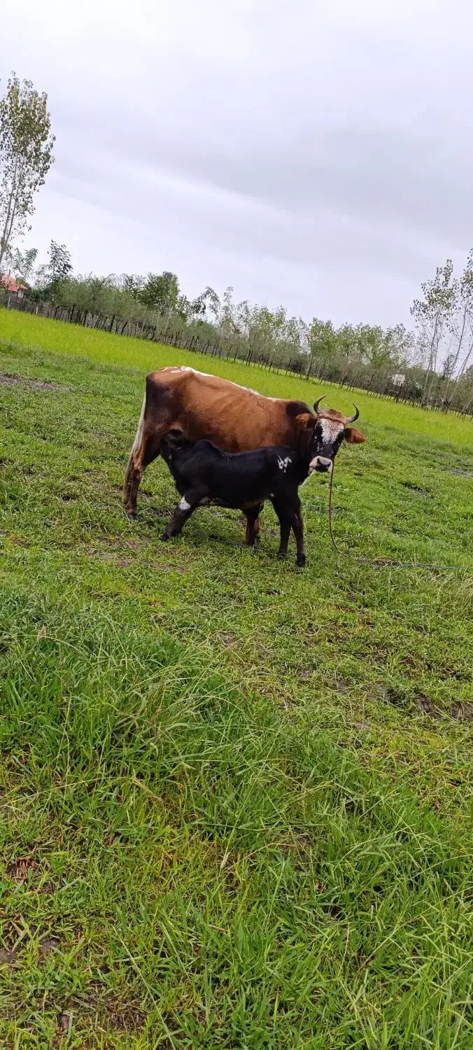 گاو وگوساله نر|حیوانات مزرعه|گوراب زرمیخ, |دیوار