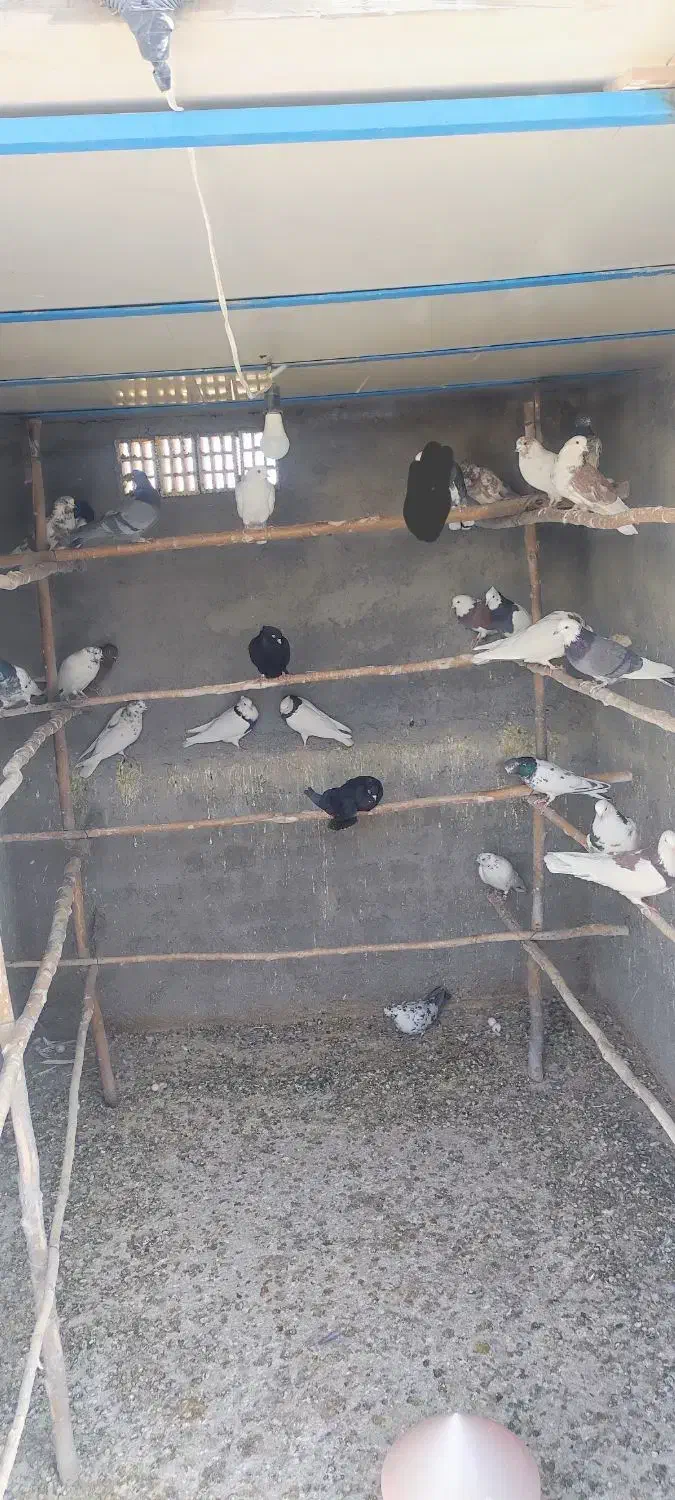 کفتر|پرنده|زیباشهر, |دیوار