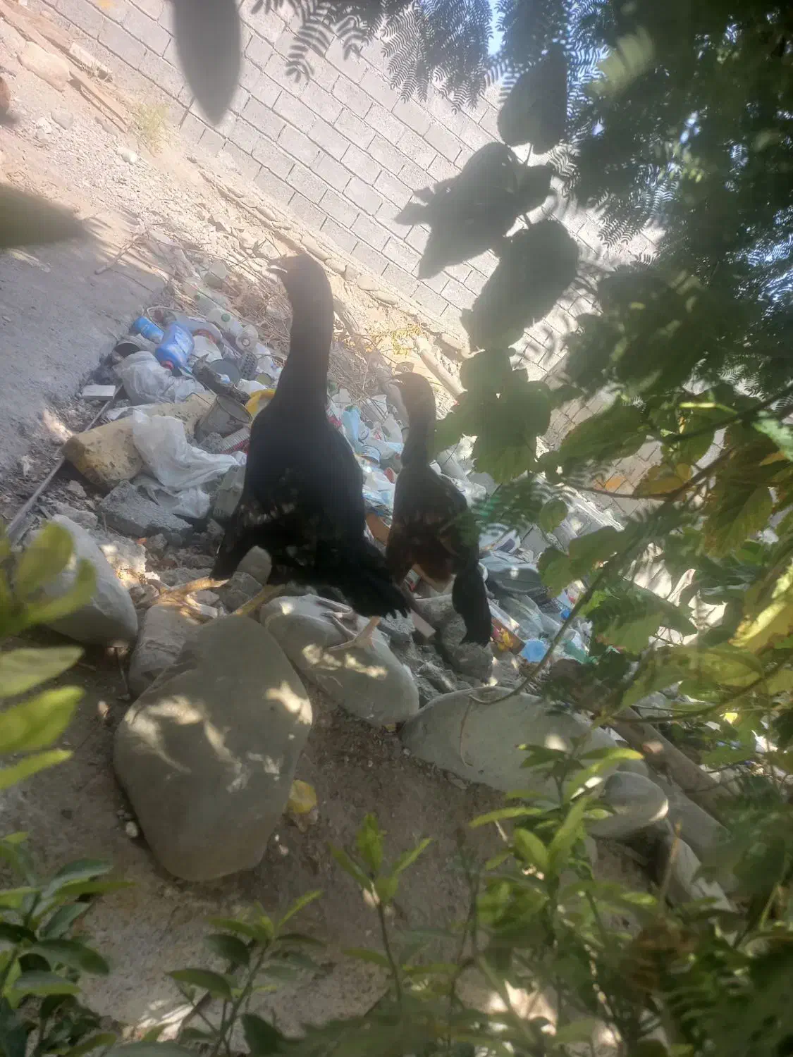 مرغ و خروس|حیوانات مزرعه|میناب, |دیوار