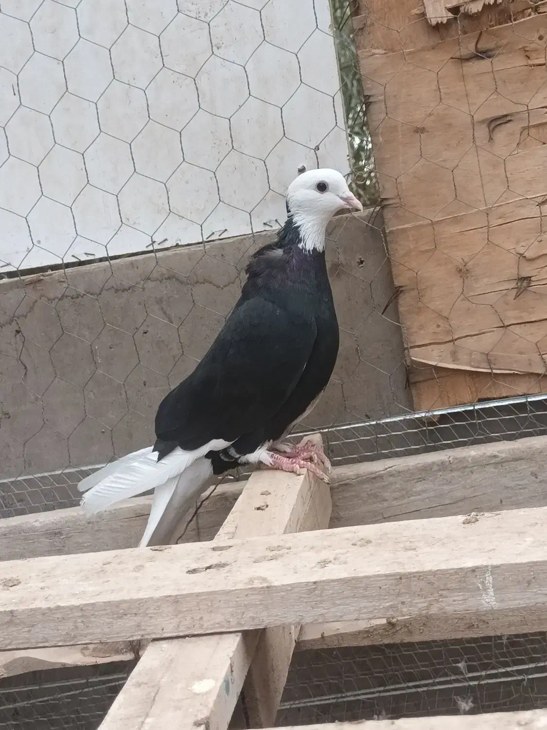 سیا پلنگ|پرنده|بم, |دیوار