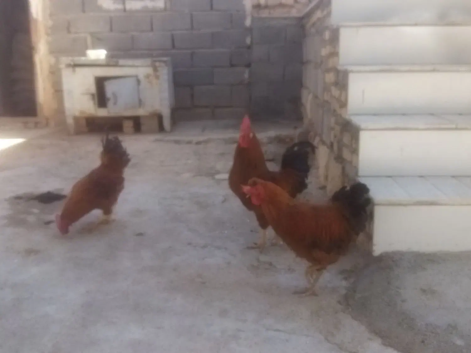 سه عدد خروس کوردی سالم|حیوانات مزرعه|حمیل, |دیوار