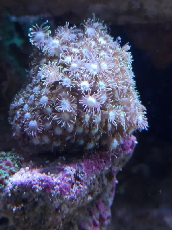 مرجان|ماهی|کرج, کوی امامیه|دیوار