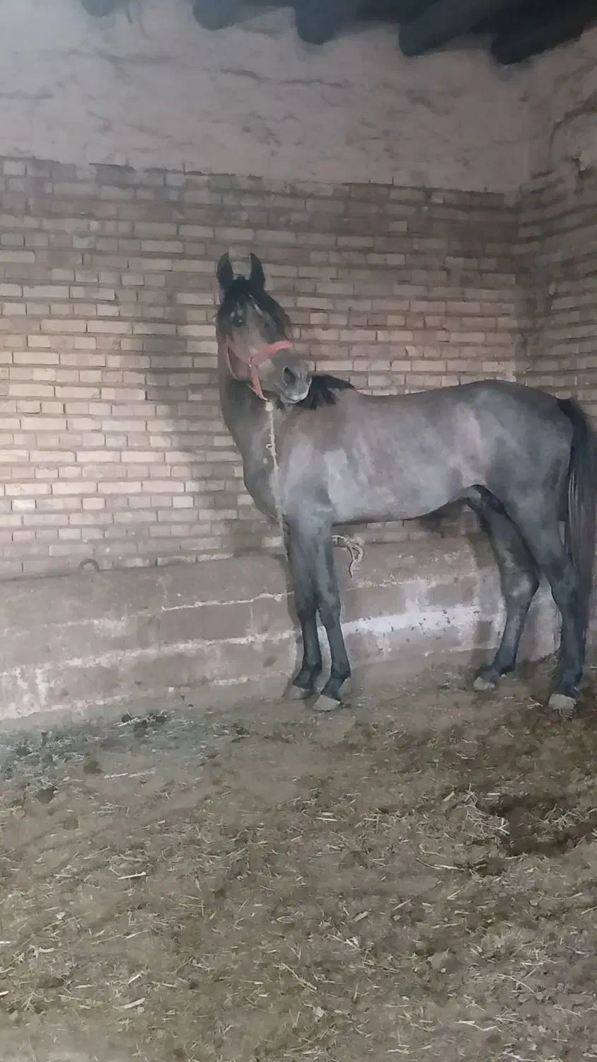 اسب کورد|اسب و تجهیزات اسب‌سواری|سلماس, |دیوار