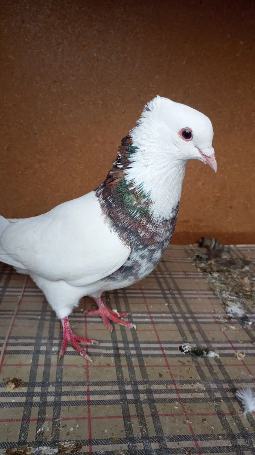 پرنده|حراج|شوش, |دیوار