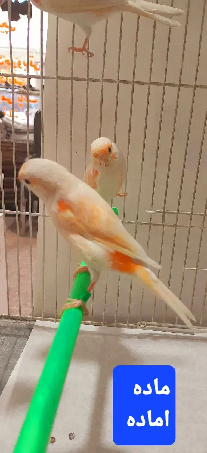 قناری نر مستخون  ماده اماده|پرنده|مشهد, هفده شهریور|دیوار